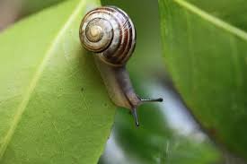 La vérité sur les bienfaits de la bave d'escargot. le soin naturel le plus plébiscité par les laboratoires cosmétiques